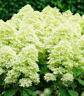 Hydrangea paniculata 'Magical Lime Sparkle'